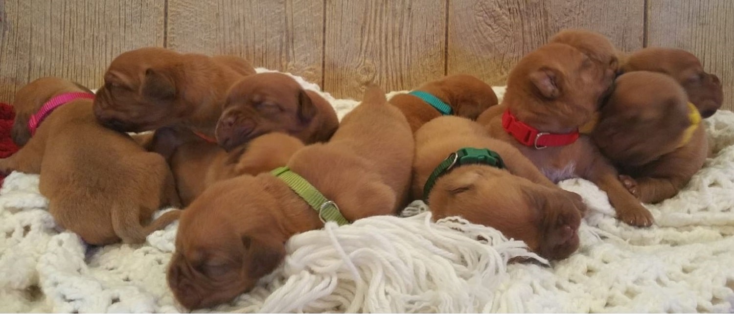 Blooms County Dogue de Bordeaux Puppies 01
