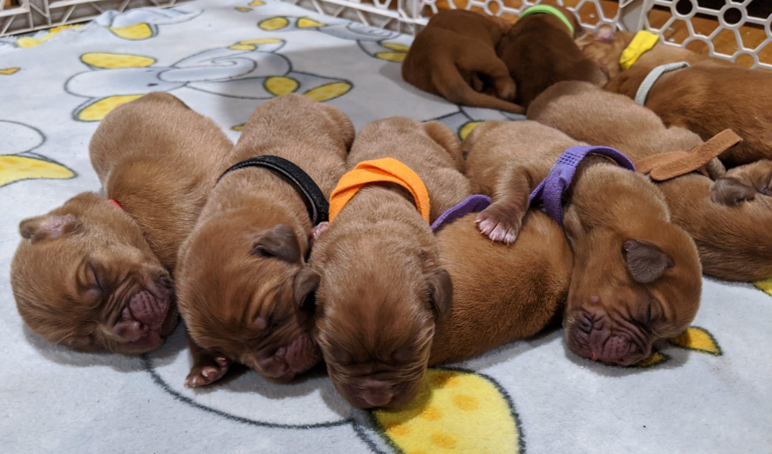 Puppies Available 2_1_2020